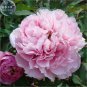 Fresh Peony Light Pink Big Flowering Flower Seeds big blooms s smell flowers