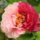 Fresh Peony Light Pink Dark Red Flower Seeds big blooms double colors flowers