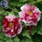 Fresh Peony Pink Petals with Dark Red Stripe Perennal Flower Seeds big blooms