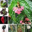 Fresh 100PCS Mixed Begonia Flowers Seeds