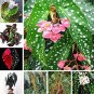 Fresh 100PCS Mixed Begonia Flowers Seeds