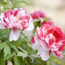 Fresh Peony Silky Flag Bi colored Flower Seeds white red big blooms flowers