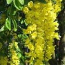 Fresh 100PCS Golden Chain Tree Seeds Laburnum Anagyroides Yellow Flower