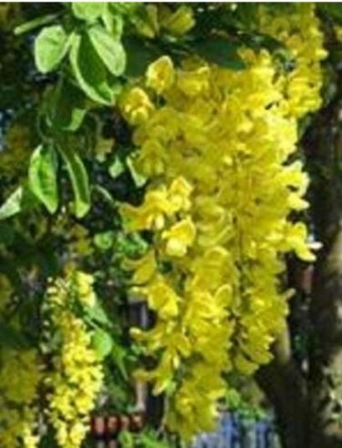 Fresh 100PCS Golden Chain Tree Seeds Laburnum Anagyroides Yellow Flower