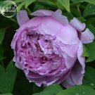 Fresh Peony Purple European Rose typed Flower Seeds big blooms light fragrant flower