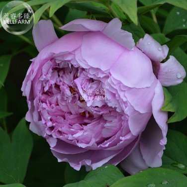 Fresh Peony Purple European Rose typed Flower Seeds big blooms light fragrant flower
