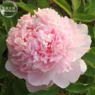 Fresh Peony Mr.zhao Pink Big Blooms Flower Seeds hydrangea typed home garden flowers