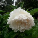 Fresh Peony Purely White New Brige Flower Seeds big blooms home garden fragrant