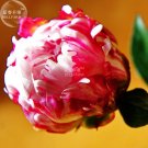 Fresh Peony Tulip typed Ball Shrub Flower Seeds rose red white petals won t open
