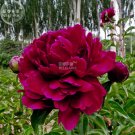 Fresh Peony Dark Deep Red Multi petalled Flower Seeds big blooms paeonia lactiflora