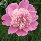 Fresh Peony Light Pink Petals Crested Flower Seeds 3 layer outer petals crested centre