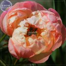 Fresh Peony Peach red Golden Perennial Tree Flower Seeds double petals big blooms