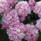 Fresh Light Purplish Pink Peony Flower Seeds
