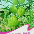 Fresh Gomphocarpus Physocarpus HAIRY BALLS SEEDS