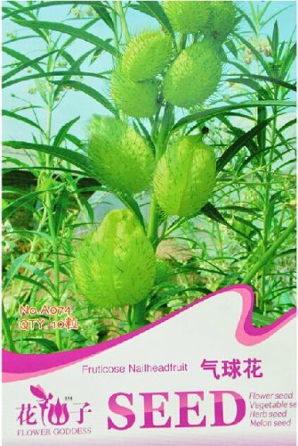 Fresh Gomphocarpus Physocarpus HAIRY BALLS SEEDS