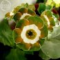 Fresh Primula Auricula Miss Teak Flower Seeds