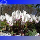 Fresh Cyprus Cyclamen Hederifolium Seeds