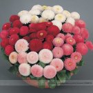 Fresh 21 Types Bellis Perennis Flower Seeds