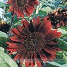 Fresh Moulin Rouge Gorgerous Red Ornamental Sunflower Seeds