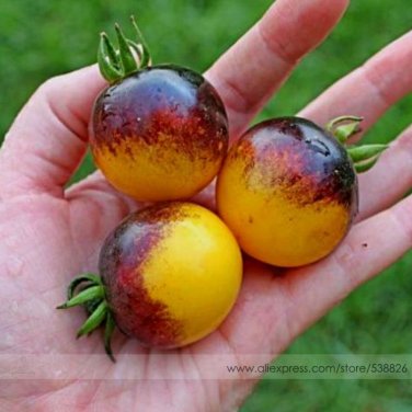 Fresh Very Rare Bumble Bee Heirloom Tomato Seeds