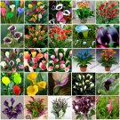 Fresh Rare Heirloom Bonsai Different Types of Calla Lily Flower Seeds