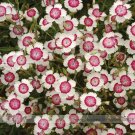 Fresh Very Rare Maiden Pink Dianthus Deltoides Arctic Fire Carnation Flower Seeds