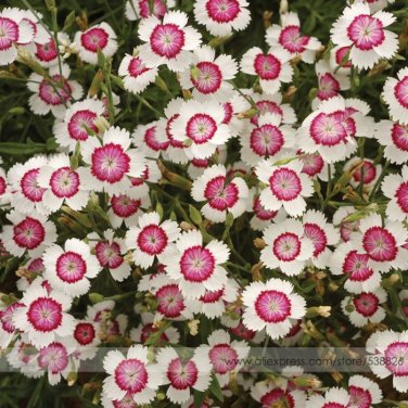Fresh Very Rare Maiden Pink Dianthus Deltoides Arctic Fire Carnation Flower Seeds