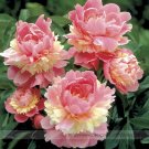 Fresh Rare Heirloom Sorbet Robust Colorful Double Blooms Peony Tree Seeds