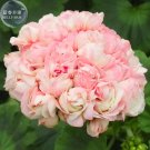 Fresh Geranium Apple Blossom Light Pink Flower Seeds