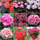 Fresh Geranium Mixed 9 Types of Bonsai Seeds