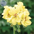 Fresh Geranium Custard Cream Yellow Flower Seeds