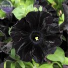 Fresh Super Black Cat Petunia Seeds