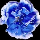 Fresh 200 Seeds 23 Types Carnation Seeds Dianthus Caryophyllus