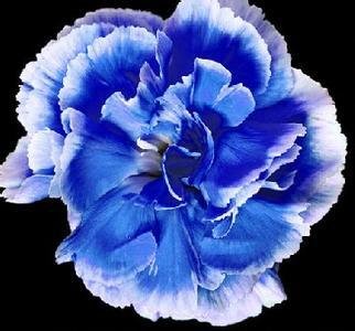 Fresh 200 Seeds 23 Types Carnation Seeds Dianthus Caryophyllus