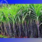 Fresh Black Sugar Cane seeds