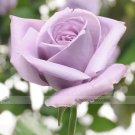 Fresh Johnny Light Purple Rose Flower Garden Seeds