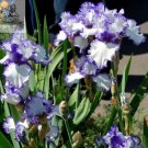 Fresh Heirloom Iris Tectorum Perennial Flower Seeds 20 Seeds / Pack Flowers