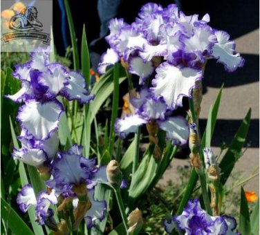 Fresh Heirloom Iris Tectorum Perennial Flower Seeds 20 Seeds / Pack Flowers