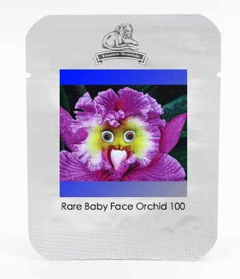 Fresh the World s Rarest Baby Face Orchid Perennial Flower Seeds