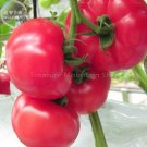 Fresh Pink King Tomato Seeds