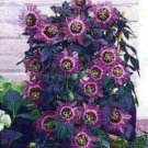 Fresh Passiflora Panama Red Seeds (Passiflora Seeds)