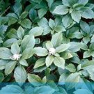 Fresh Pachysandra The Budding Seeds