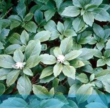 Fresh Pachysandra The Budding Seeds