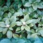Fresh Pachysandra The Budding Seeds
