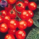 Fresh Husky Cherry Red Tomato Seeds