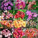Fresh 100PCS Plumeria rubra Mixed Seeds