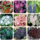 Fresh 50PCS Japanese Caladium Seeds Mixed 9 Varieties of Plants Seeds