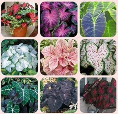 Fresh 50PCS Japanese Caladium Seeds Mixed 9 Varieties of Plants Seeds