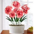 Fresh 100PCS Rose Red Pink Bi color Amaryllis Seeds