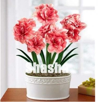 Fresh 100PCS Rose Red Pink Bi color Amaryllis Seeds